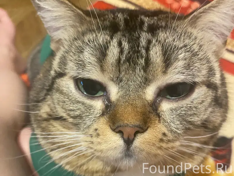 Пропал кот, Менделеево