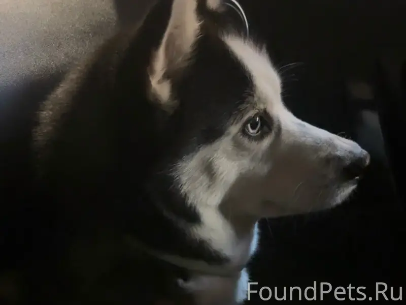 Пропала хаски Майя, Яхрома