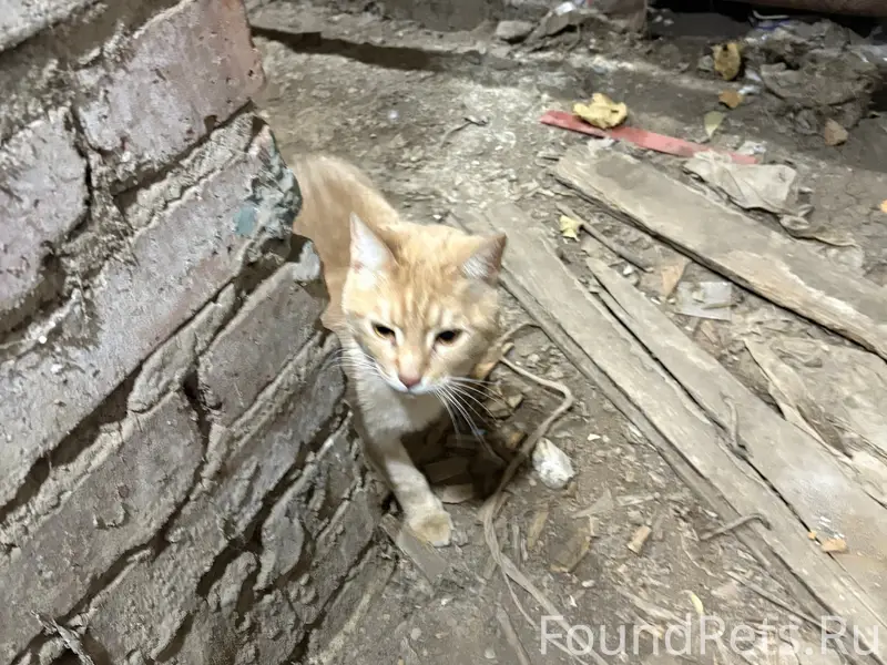Найден взрослый кот, контактный