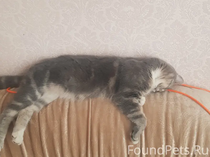 Пропал котёнок Смоки, район Урицкого моста