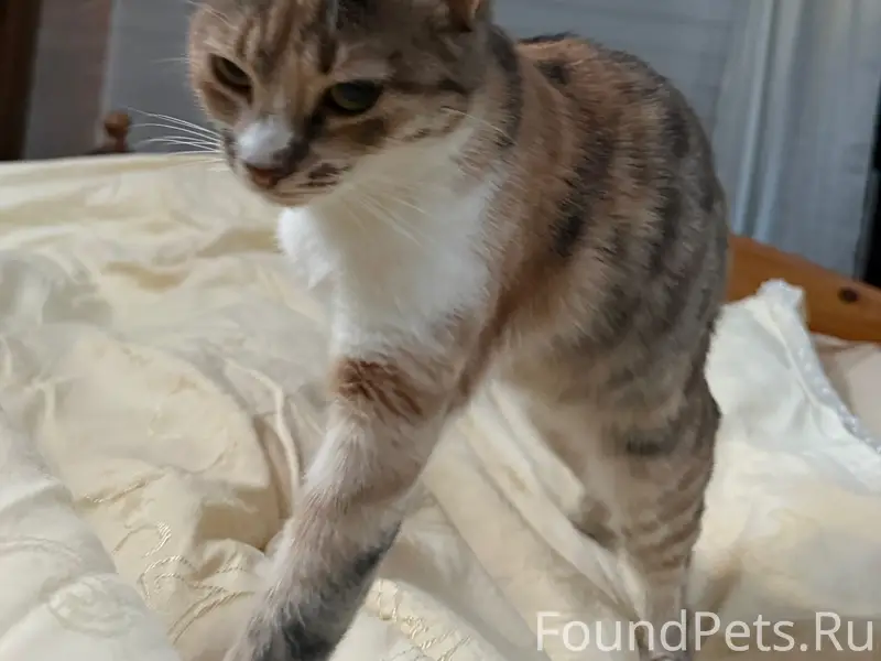 Пропала кошка Ракушка, Сузинская и Воскресенская