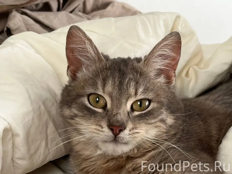 Найден британец, ул. Летчика Позднякова