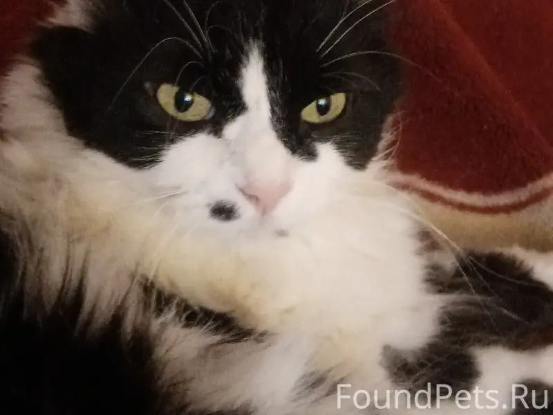 Пропала кошка.