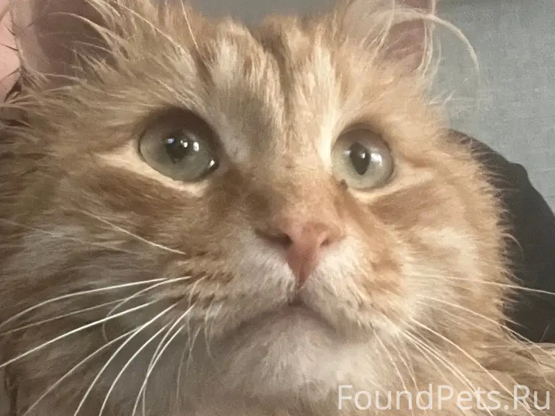 Найден рыжий длинношёрстный кот, ул. Ванеева