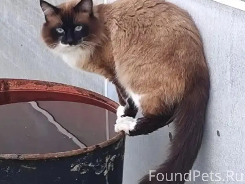 Пропал кот Филя, ул. Пригородная