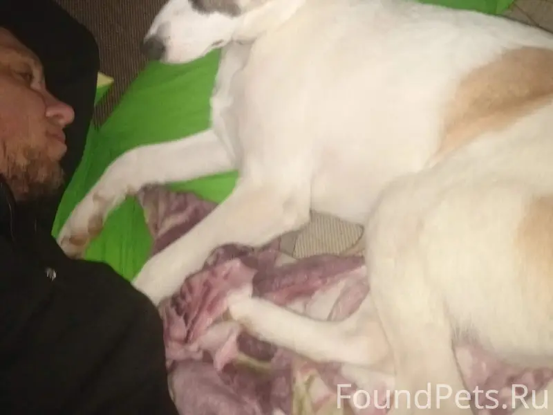 Пропал Тобик, центр города