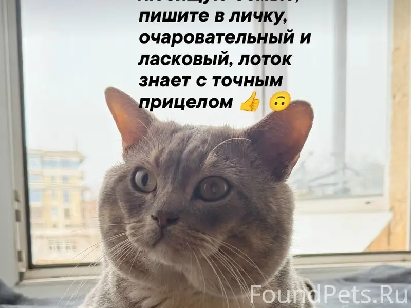 Найден кот, Советская-Красноармейская