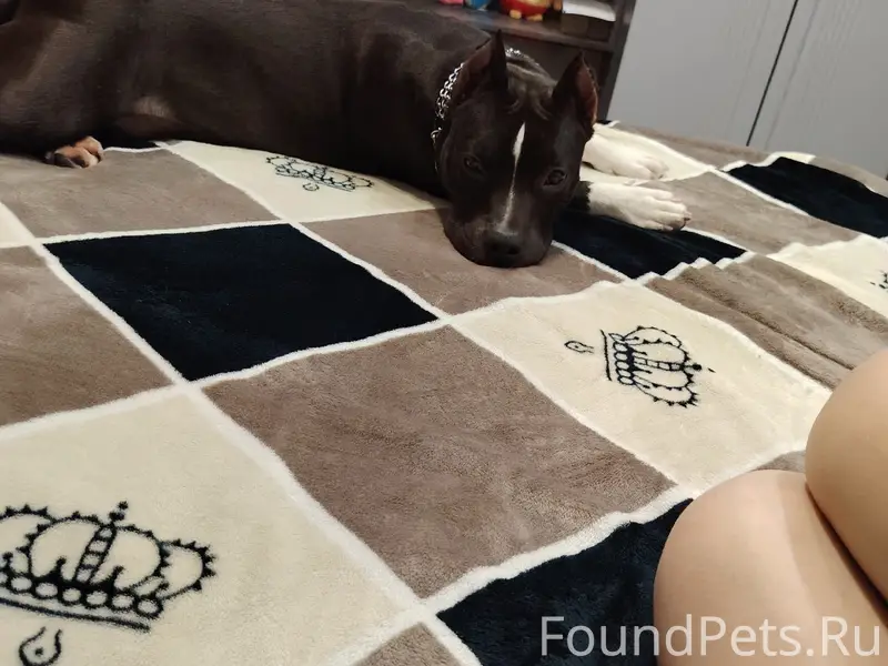 Пропала собака Гайда, на Беляева