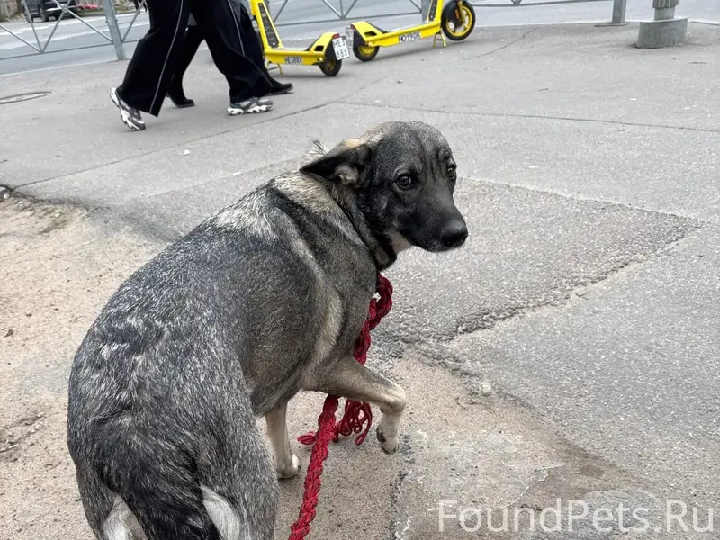 Найден тип собака, возле Терема