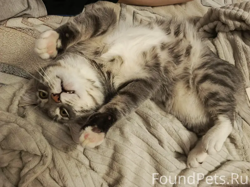 Пропал кот Кузя, район Ленина д. 25