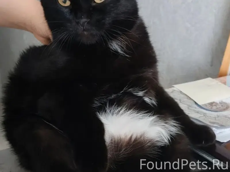 Пропал вислоухий кот Барсик, п. Мирный