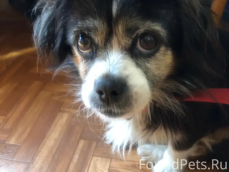 Пропала собака, район Кальфа, г. Севастополь