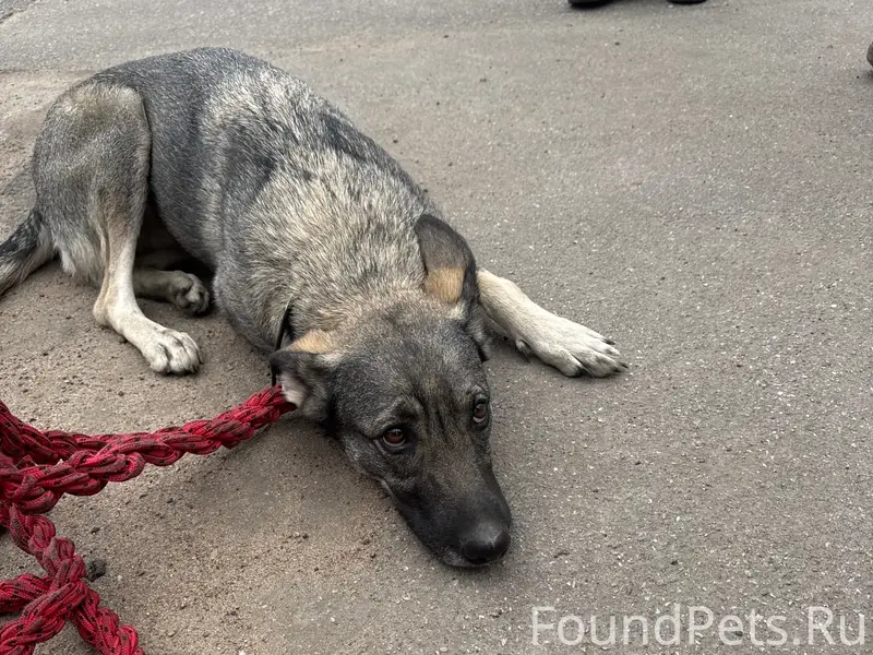 Найдена собака, Колпино