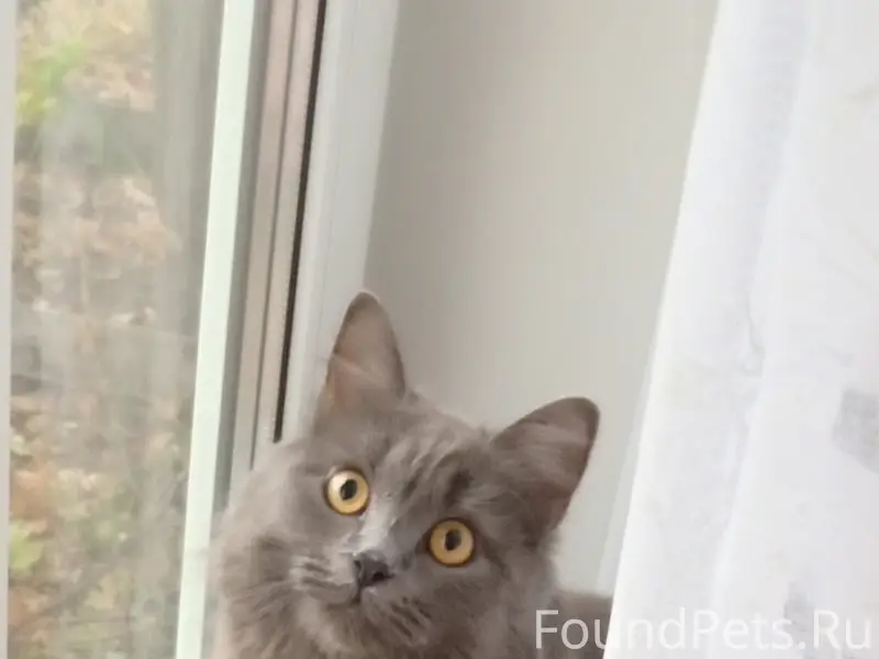 Пропала кошка Стеша, Гулебада