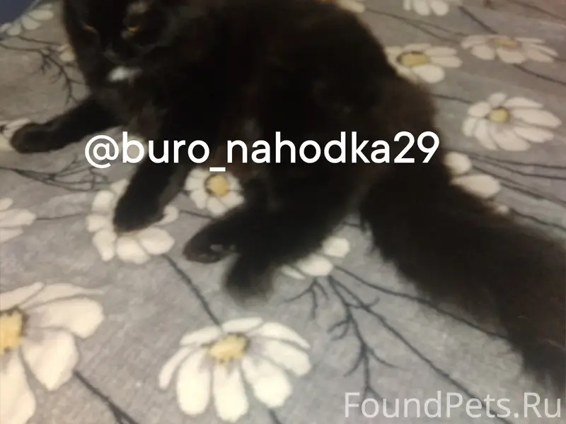 Пропала кошка, Варавино