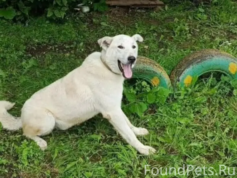 Пропал Байкал, Переславский район