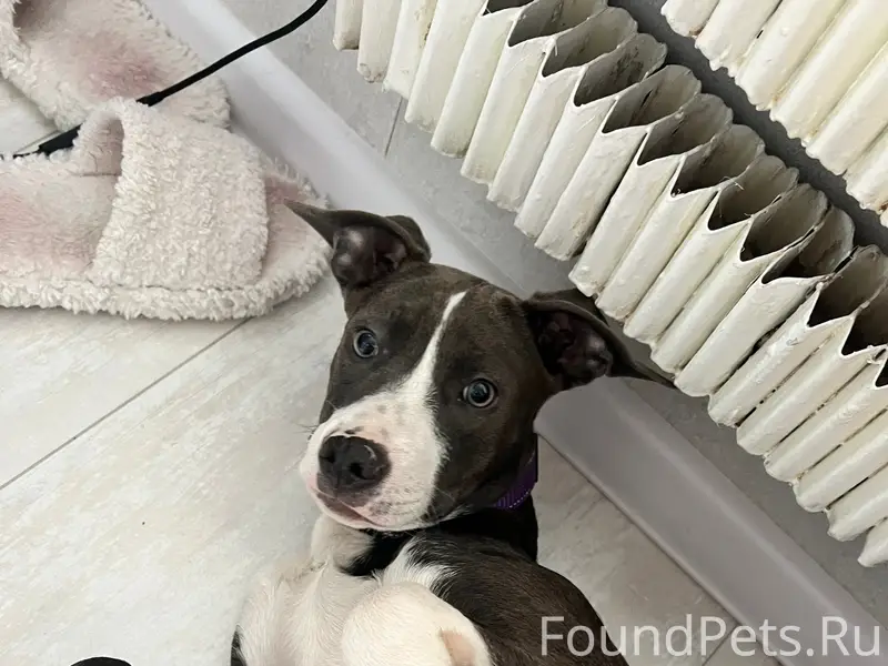 Пропала девочка стаффорд Моня, приволжский район