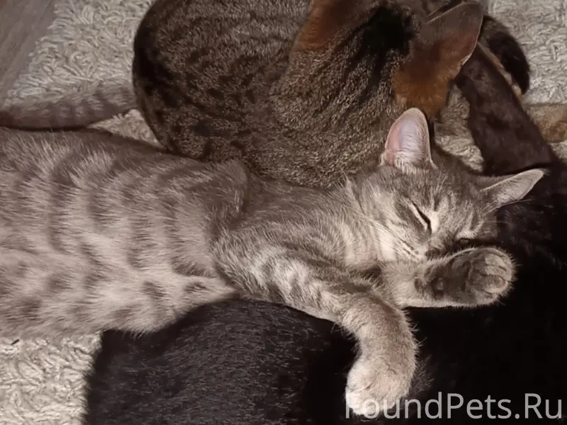 Пропала кошка Ася, СНТ Забота