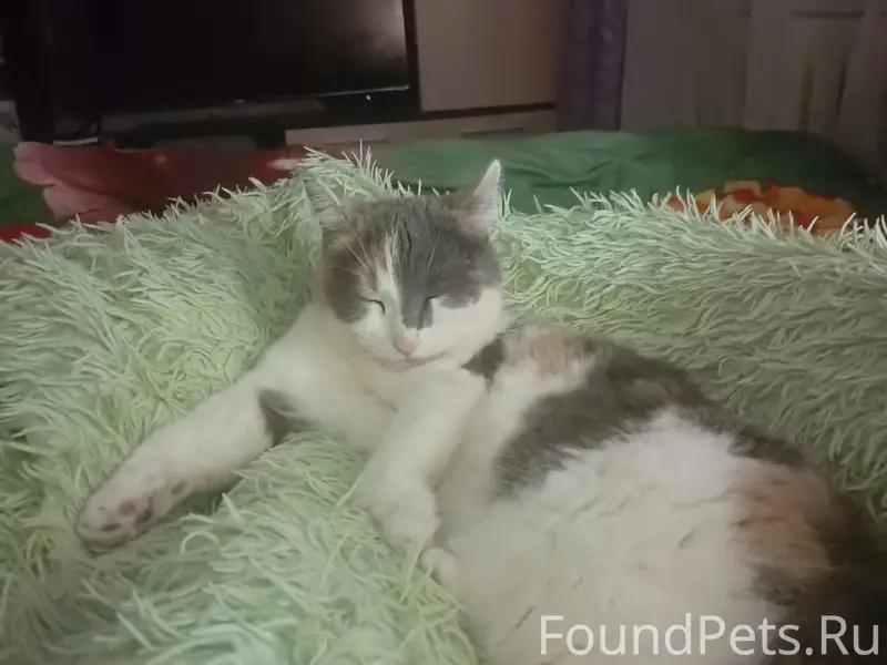 Пропала кошка, д. Митькино