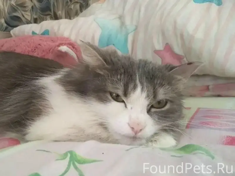 Найдена кошка, [без указания места]