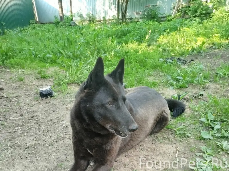 Пропала собака, без породы и клички