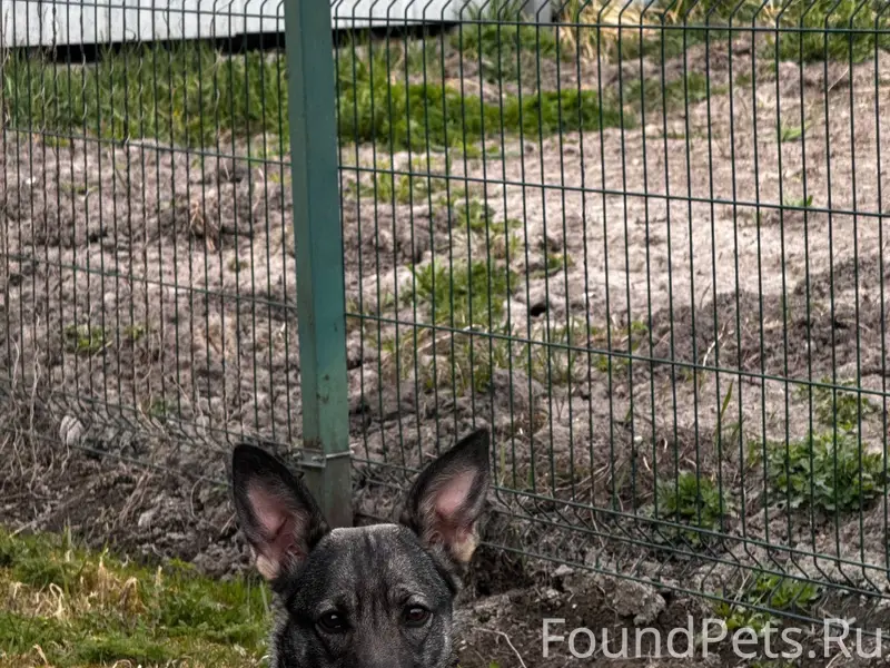 Найден щенок, Колпино