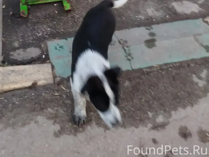 Найден щенок, Автозавод, Южное шоссе