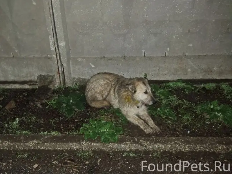 Найден пёс, Новокуйбышевск, возле депо
