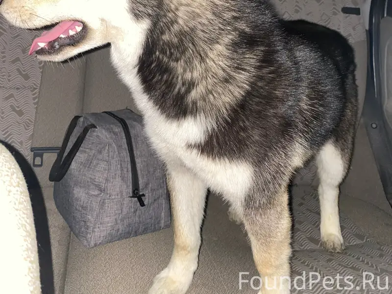 Найден щенок Хаски, Любимовка