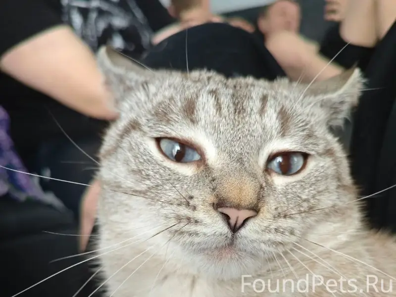 Пропал кот Каспер, улица Куйбышева и пер. Зелёный