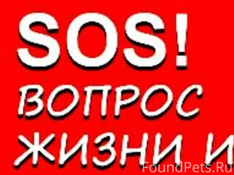 Найден подсосный слепой котёнок, Красносельский район