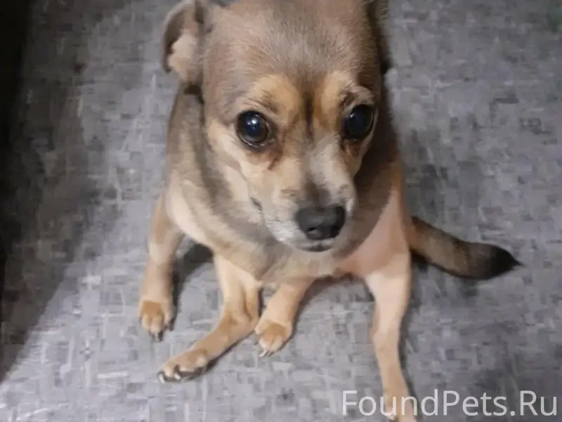 Пропала собака, район апельсина