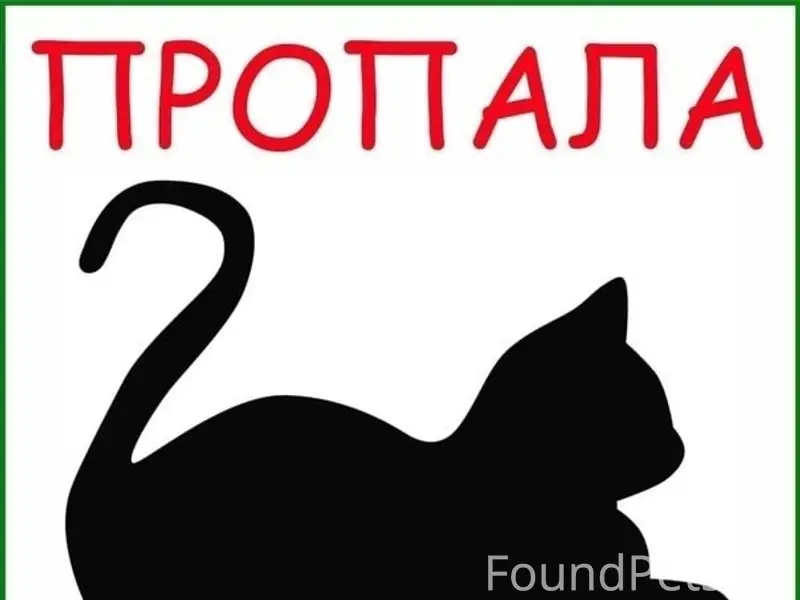 Пропала кошка Моничка, Бузулук