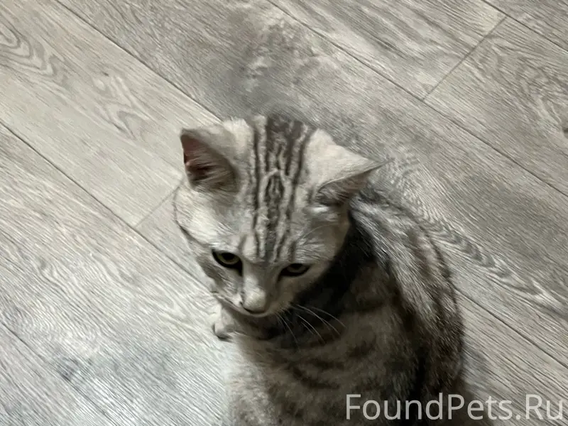 Найден кот, микрорайон Восточный