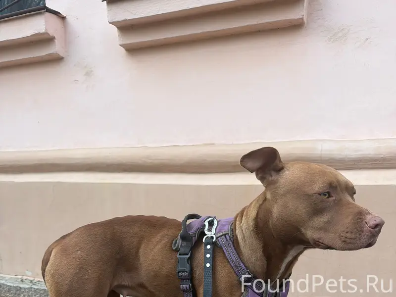 Найден а дворняга, район Авроры