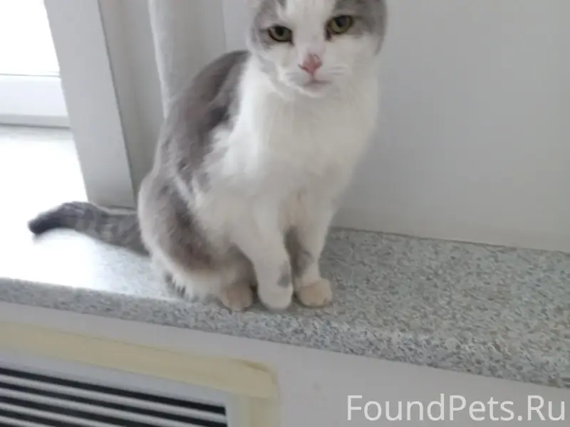 Найден кот, Краснофлотская