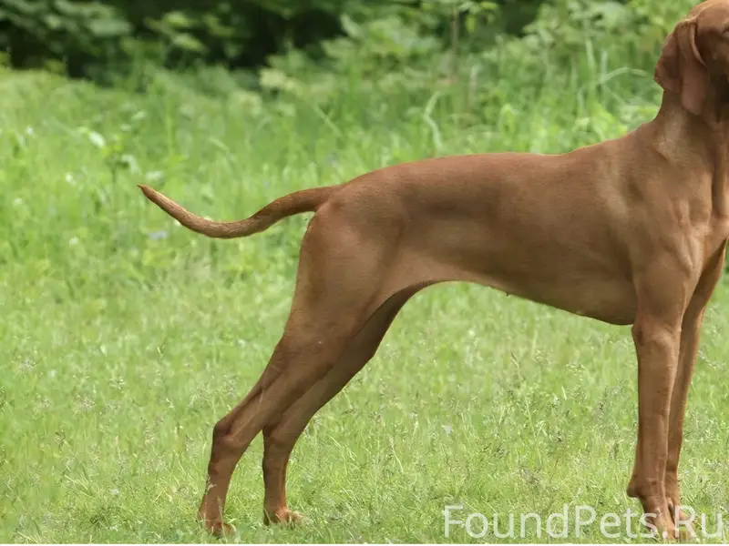 Найден щенок, Горная