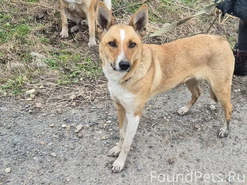 Найдена собака, д. Кузнецы Павловский Посад
