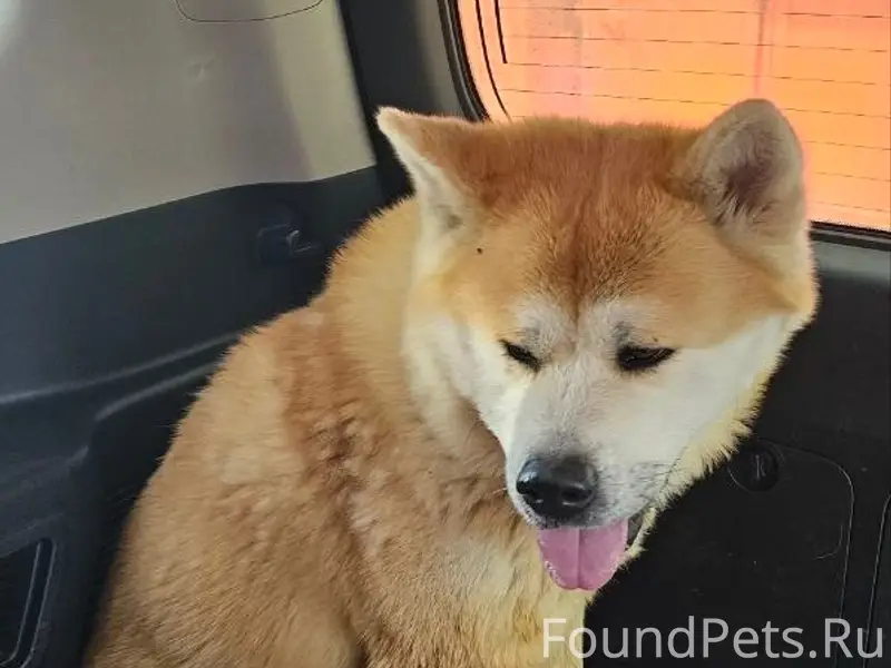 Найден Акита Ину Рокки, Балашиха