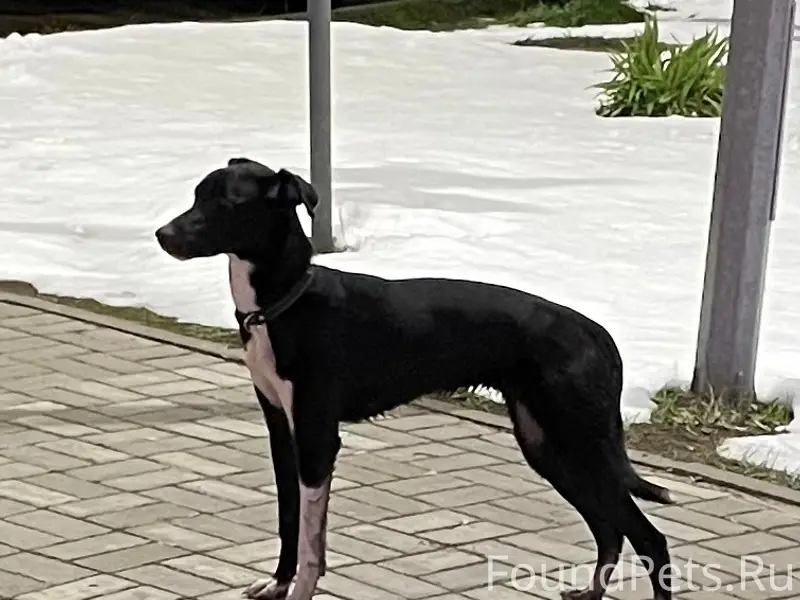 Найдена собака, улица Голубева