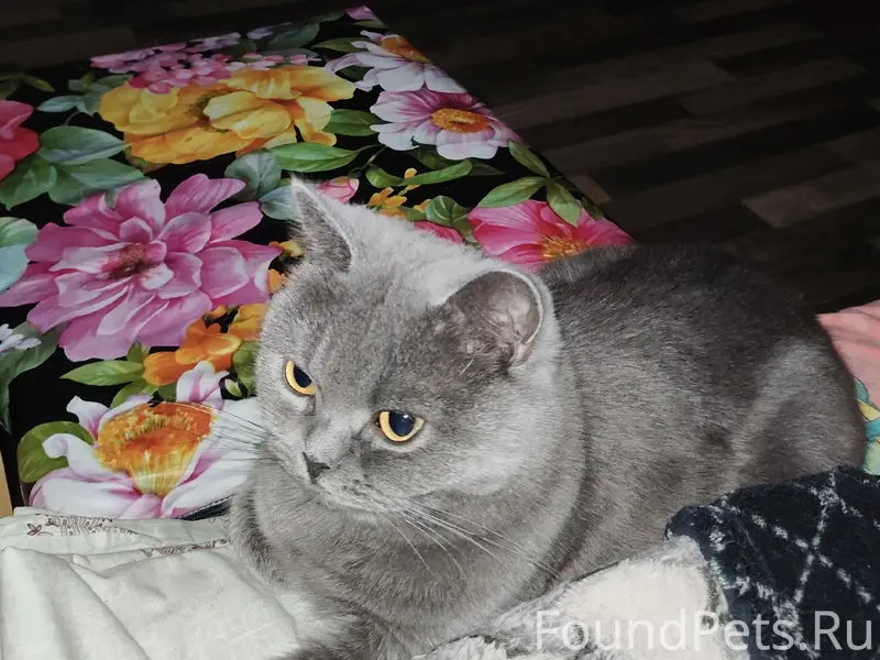 Пропала кошка Шуша, Лукьяновка