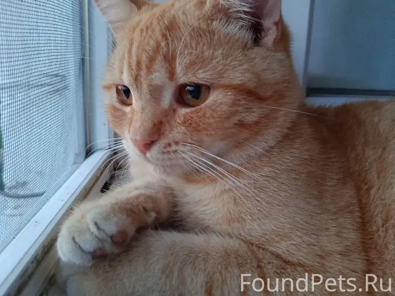 Пропал кот, Новое Хмелевое