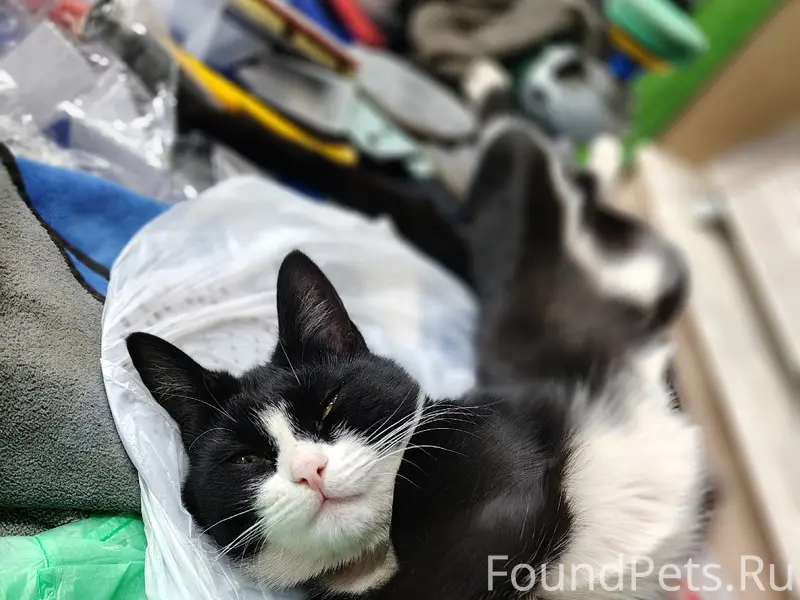 Пропала кошка, район «Хинкальной»/Майданово