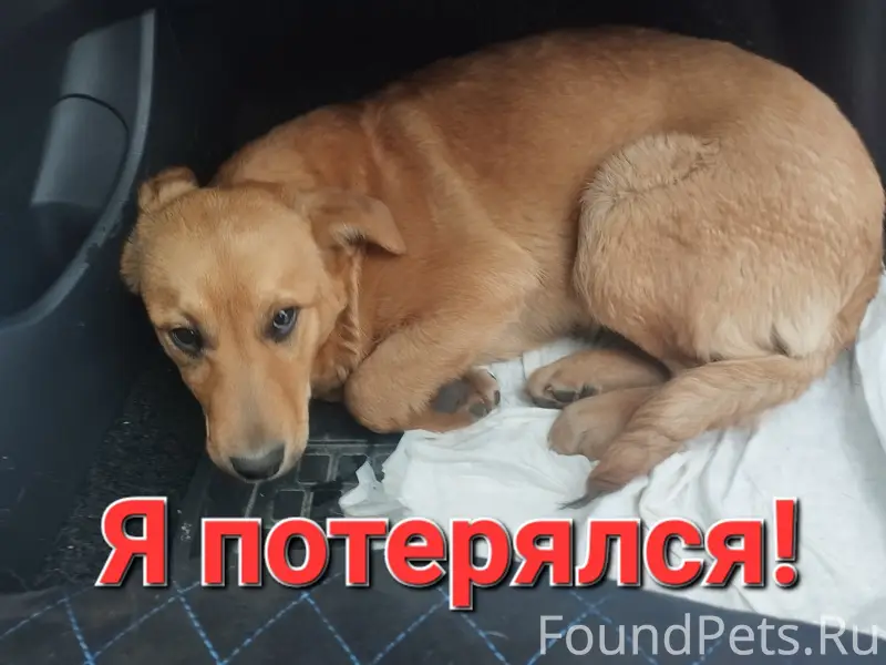 Пропал мальчик Барни, Оренбург, район Кушеулей