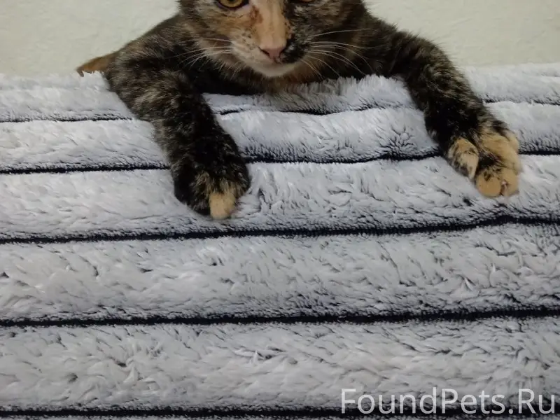 Пропала кошка Маша, район Портовой