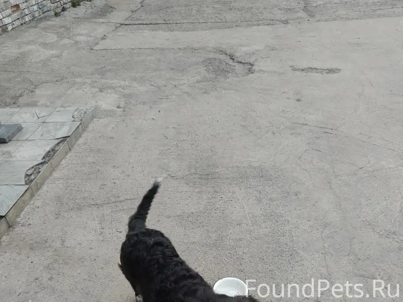 Пропала собака, Промстроевская