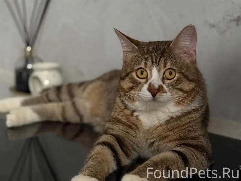 Пропал кот Кицуня, Красногвардейский район