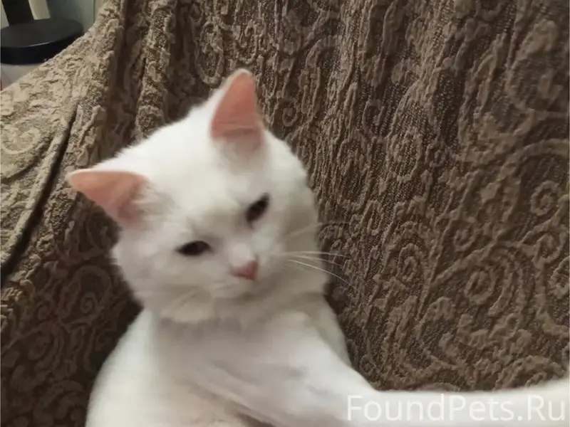 Пропал белый кот, свяжитесь по номеру