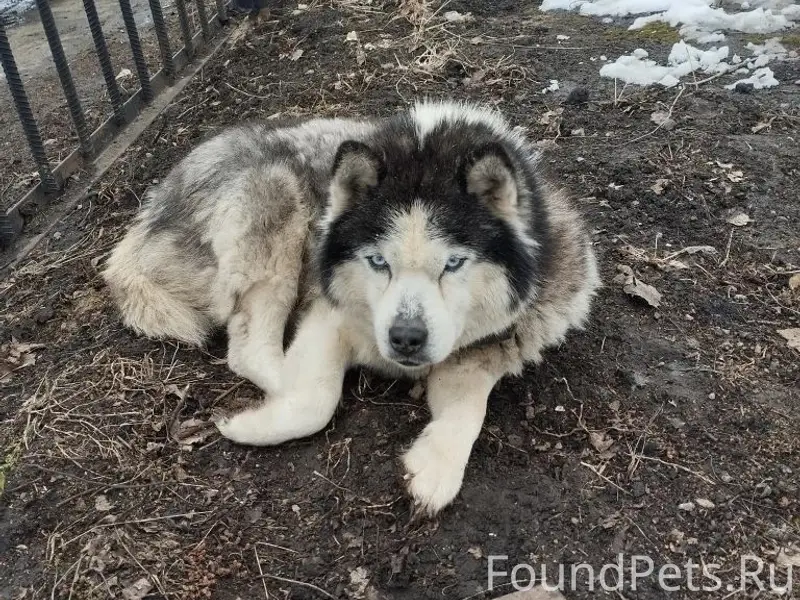 Найден пёс, село Захарово