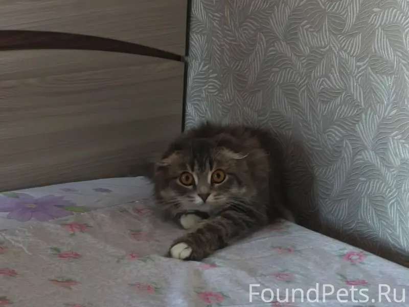 Пропала вислоухая кошка Муся, переулок Южный